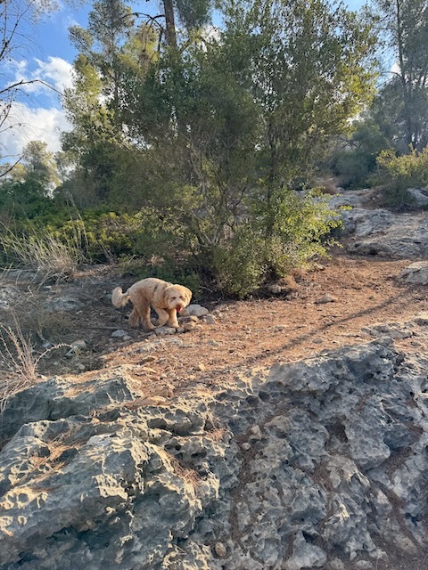 Judean Hills