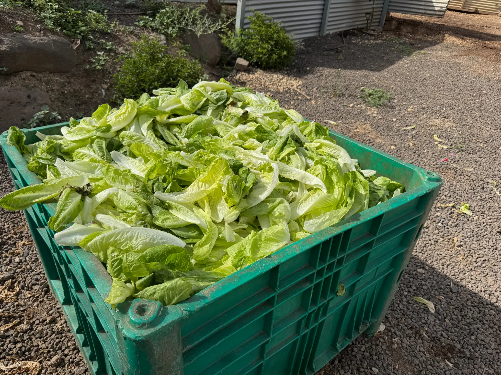 Lettuce harvest crate at the kibbutz farm